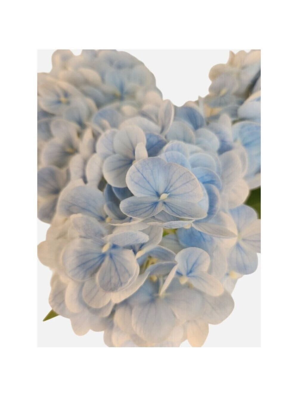 Soft Blue Artificial Hydrangea Stem Silk Flower Light Faux Floral Wedding Decor - Picture 5 of 12